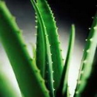 植物提取膜分离 phytoextraction-membrane-separation